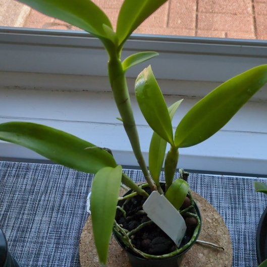 Photo of the plant species Cattlianthe chocolate drop by @MuscularFicus named Coco on Greg, the plant care app