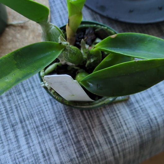 Photo of the plant species Cattleya Orchid by @MuscularFicus named Lovey on Greg, the plant care app