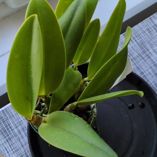 Photo of the plant species Cattleya Orchid by @MuscularFicus named Lana on Greg, the plant care app