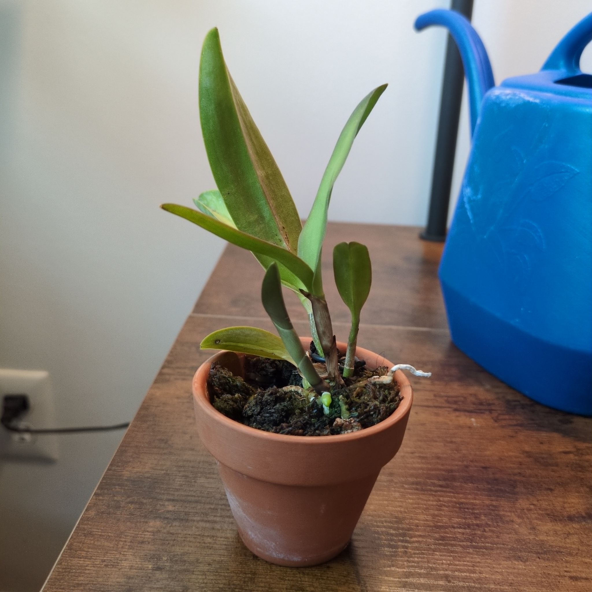 Photo of the plant species Rhyncattleanthe Shinfong Little Sun by @MuscularFicus named Marley on Greg, the plant care app