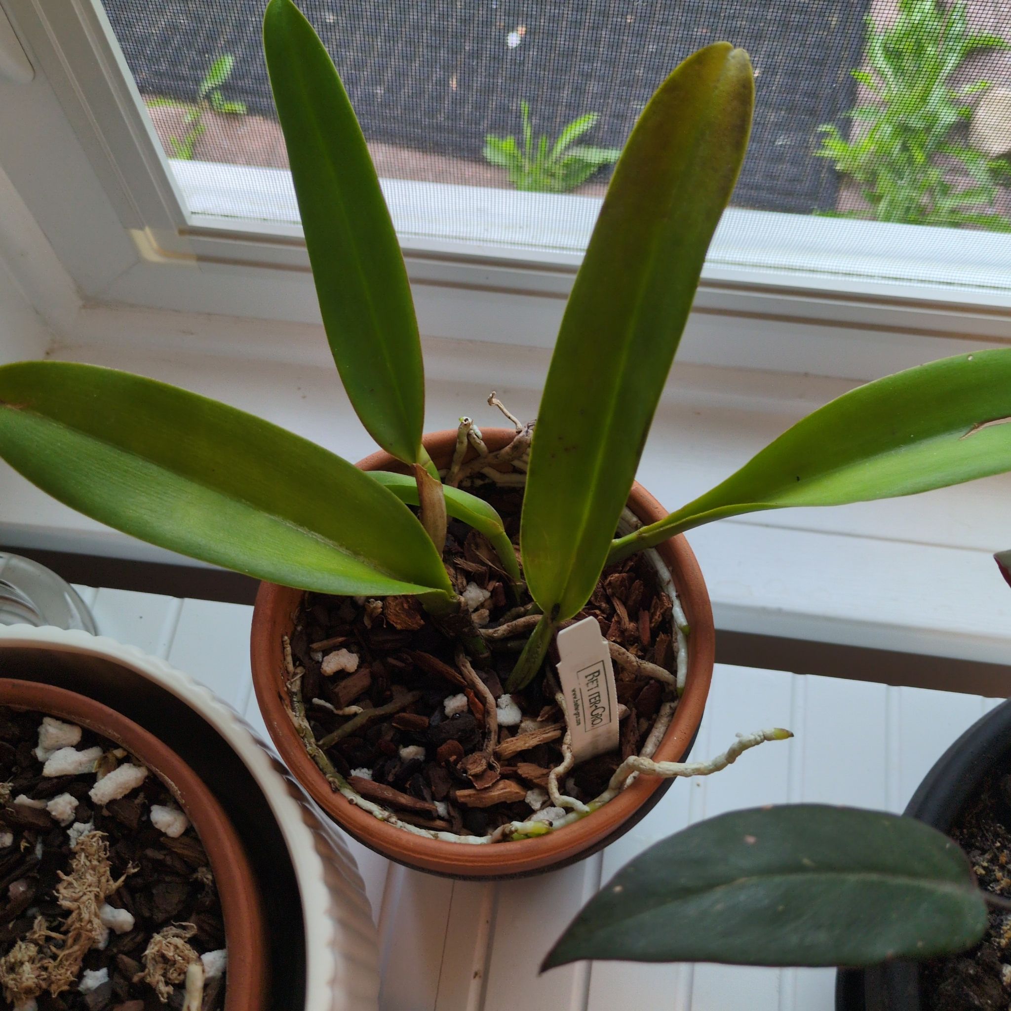 Photo of the plant species Rhyncholaeliocattleya Taichung Good Life 'King' by @MuscularFicus named Renata on Greg, the plant care app