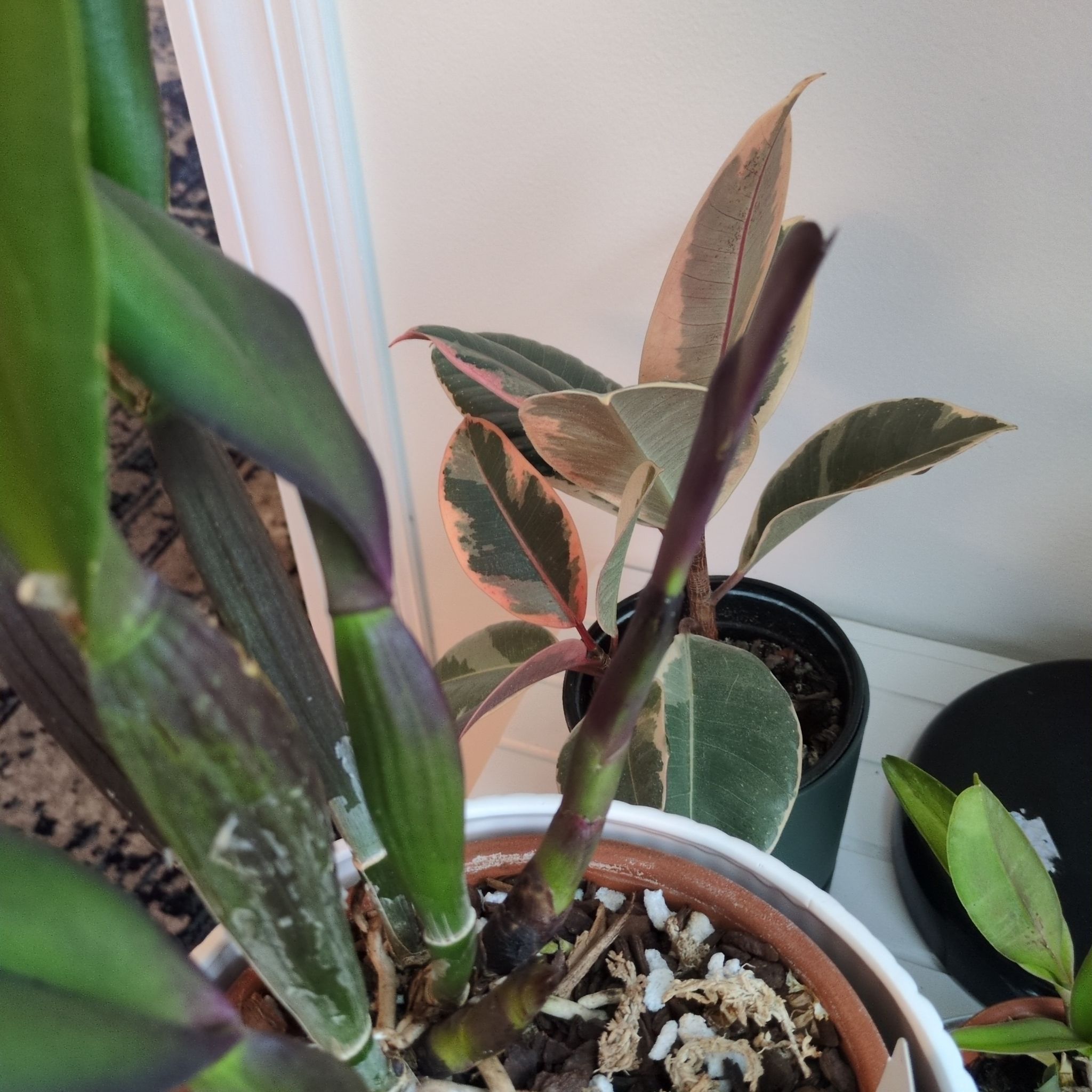 Photo of the plant species Rhyncholaeliocattleya Heaven's Gate 'Crystelle' by @MuscularFicus named Charlene on Greg, the plant care app