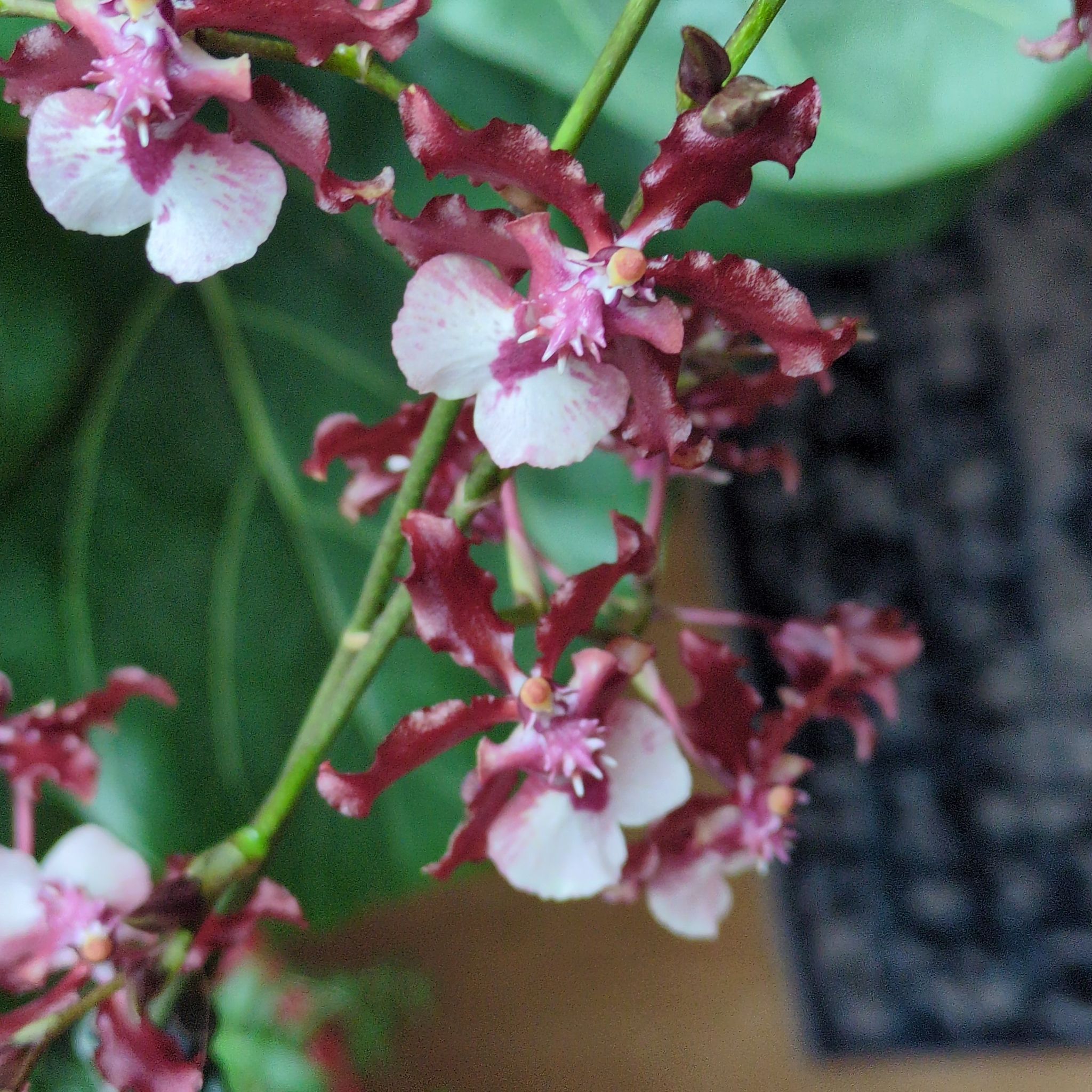 Photo of the plant species Oncidium sharry baby 'Sweet Fragrance' by @MuscularFicus named Sharon on Greg, the plant care app