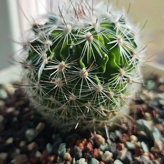 Photo of the plant species Stenocactus by @DeftLantana8 named Aristotle on Greg, the plant care app