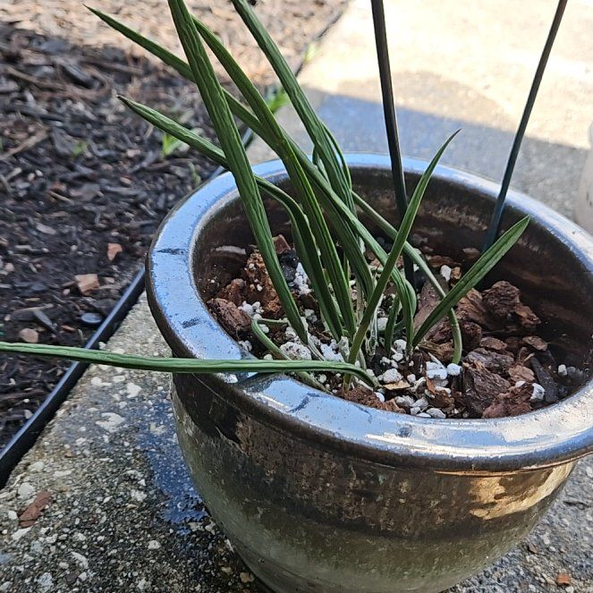 Photo of the plant species Lady of the Night by @YesBarley63 named Hera on Greg, the plant care app