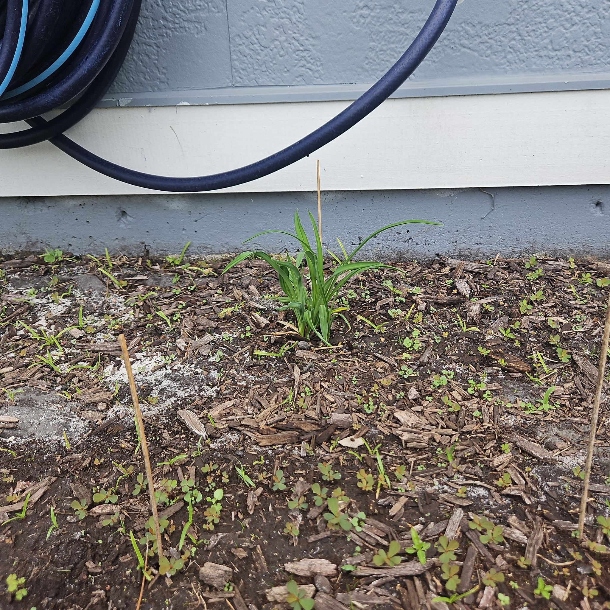 Photo of the plant species Daylily by @YesBarley63 named Mollie on Greg, the plant care app
