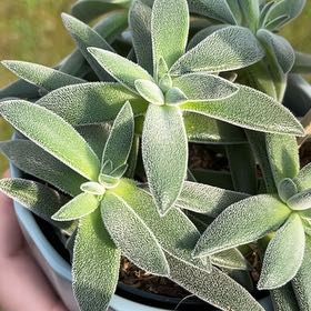 Photo of the plant species crasulla by @DandyDeertongue named Moly on Greg, the plant care app