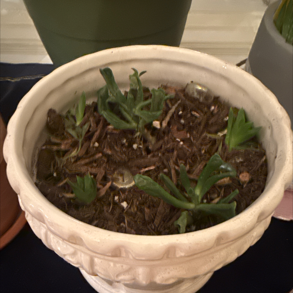 Photo of the plant species Hottentot Fig by @annasbananas named Achilles on Greg, the plant care app