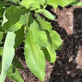 Photo of the plant species Rumex Crispus by @HappyRedbeech98 named Curie on Greg, the plant care app
