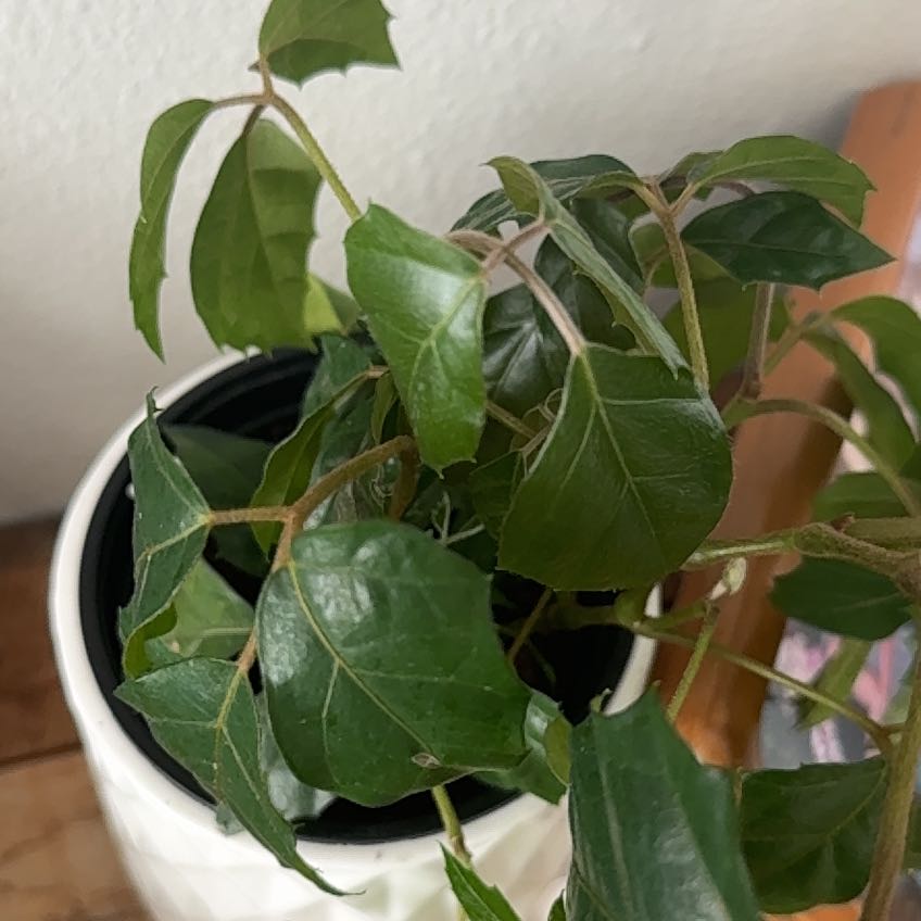 Photo of the plant species Grape Ivy by @StockyJonquil94 named Michelle Branch on Greg, the plant care app