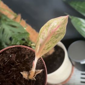 Photo of the plant species Satin Pothos spp. by @WholeSeaaster39 named Diana on Greg, the plant care app
