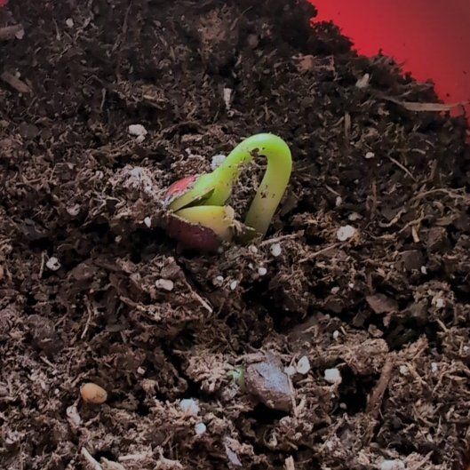 Photo of the plant species Light Red Kidney Bean by @FamousAnise named Dax on Greg, the plant care app