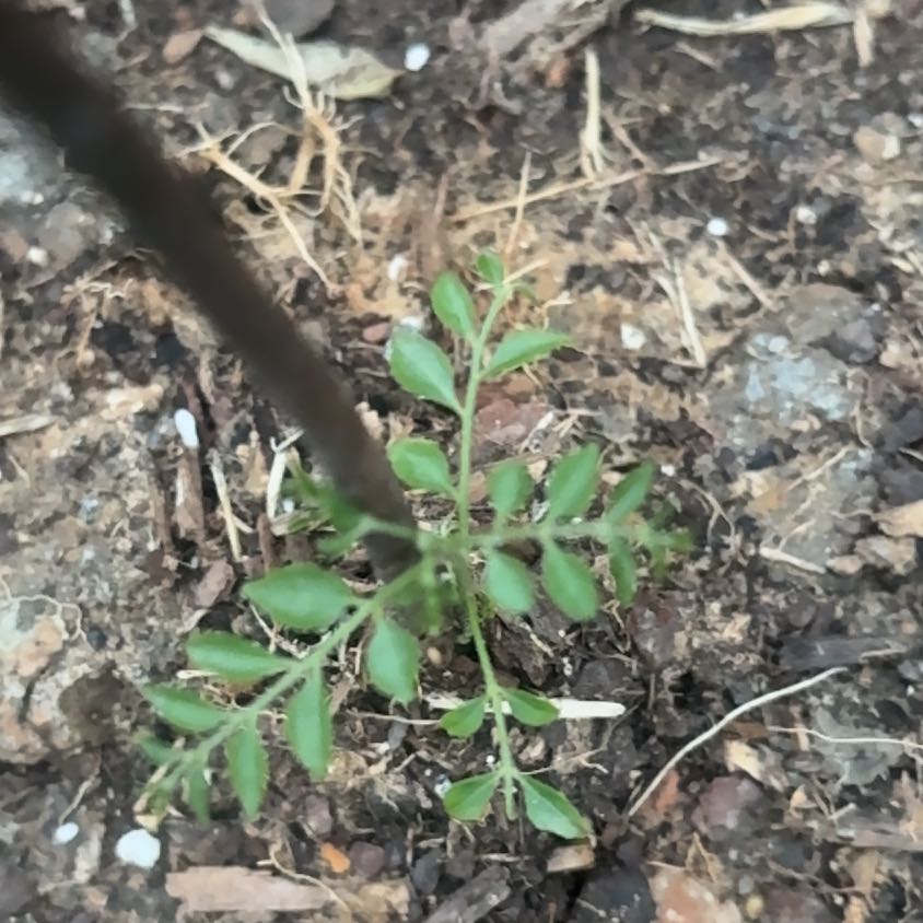 Photo of the plant species Narrowleaf Bittercress by @FastBullmallow named Captain Plant-it on Greg, the plant care app