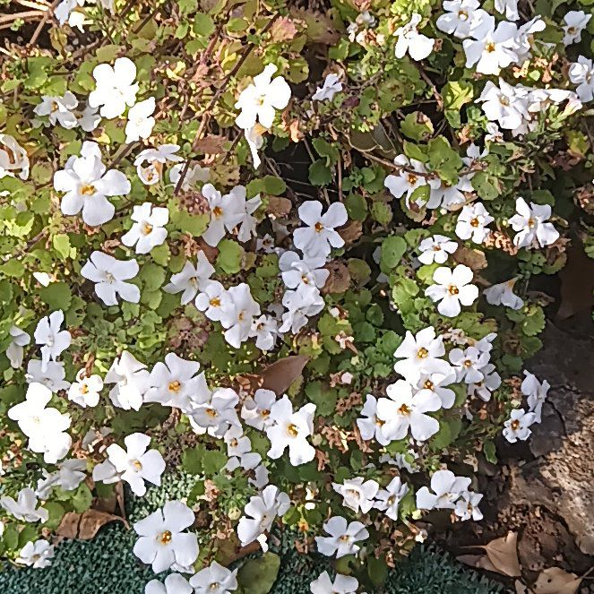 Photo of the plant species Bacopa 'Megacopa White' by @KeenBogarum72 named Winston on Greg, the plant care app