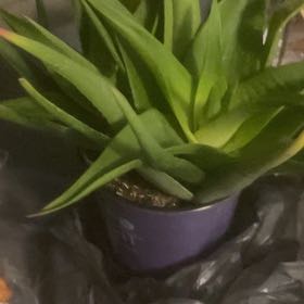 Photo of the plant species Aloe ciliaris by @FirstAjwain42 named Harper on Greg, the plant care app