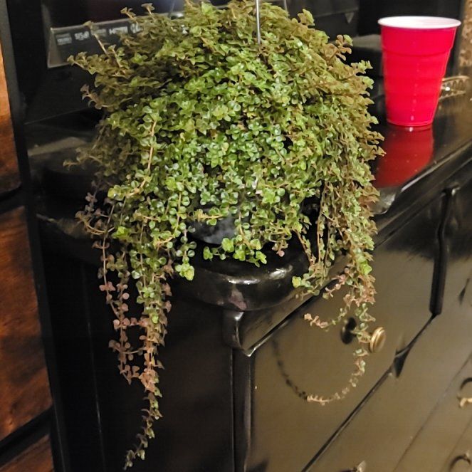 Photo of the plant species Pilea depressa 'Sao Paulo' by @KingpinRimu14 named Poseidon on Greg, the plant care app