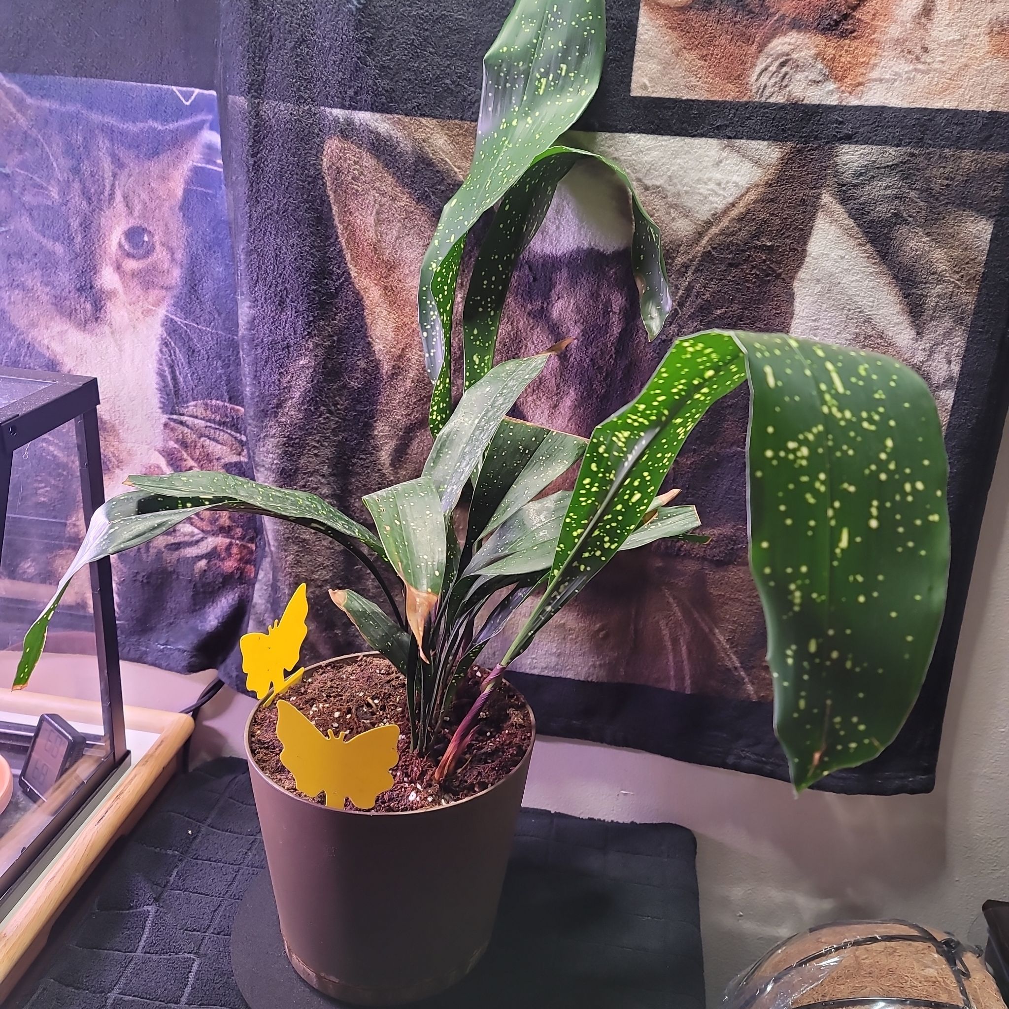 Photo of the plant species Spotted Cast Iron Plant by @KingpinRimu14 named Ares on Greg, the plant care app