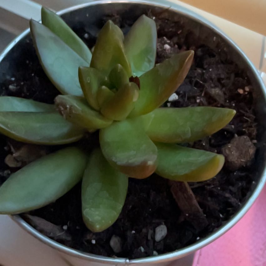Photo of the plant species Sunset Succulent by @LucidBoojumtree named Wally on Greg, the plant care app