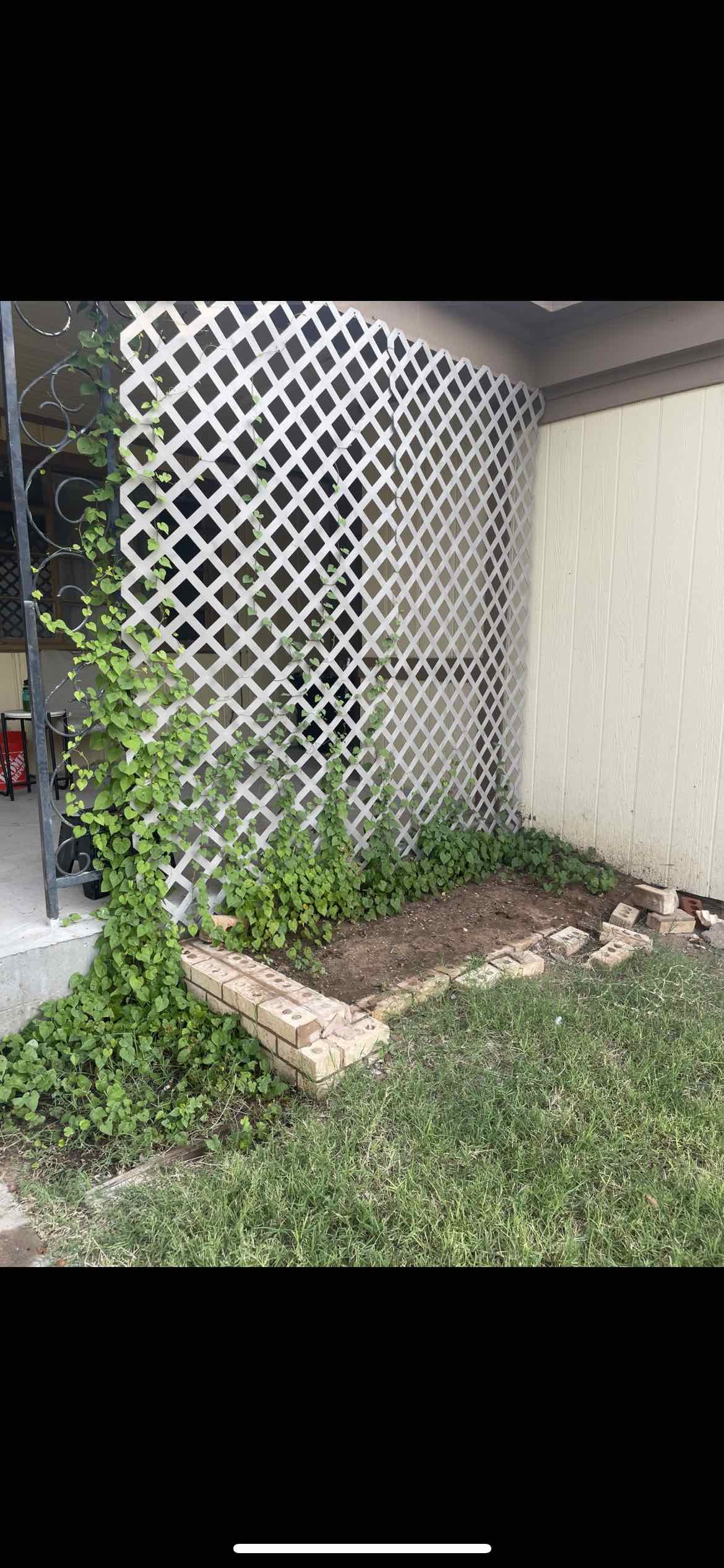 Plant care for Argyreia bracteata on Greg, the plant care app