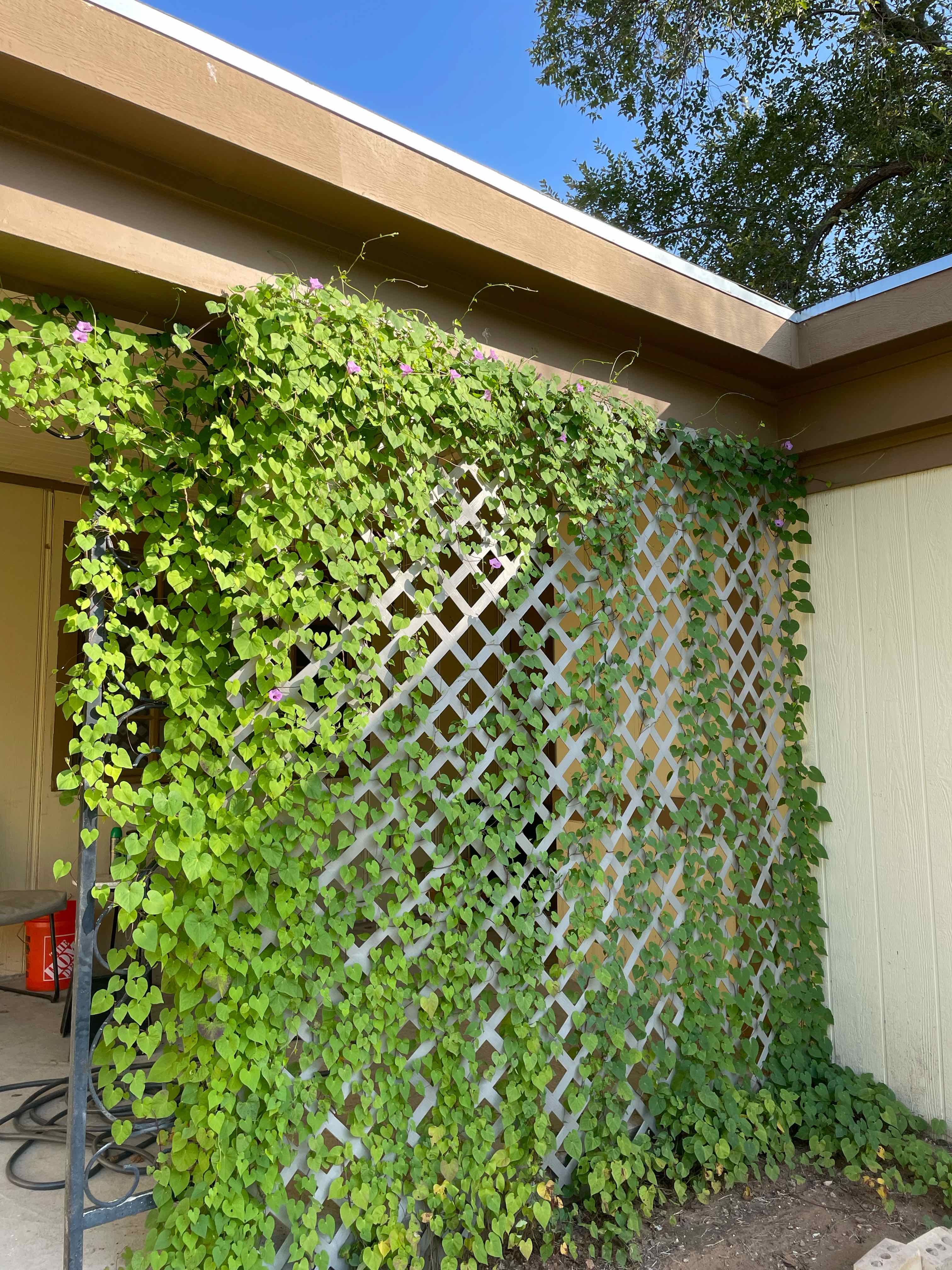 Healthy Appalachia false Bindweed vine growing on a trellis attached to a building.