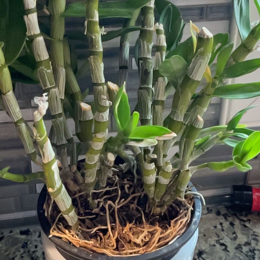 Plant care for Candy cap on Greg, the plant care app