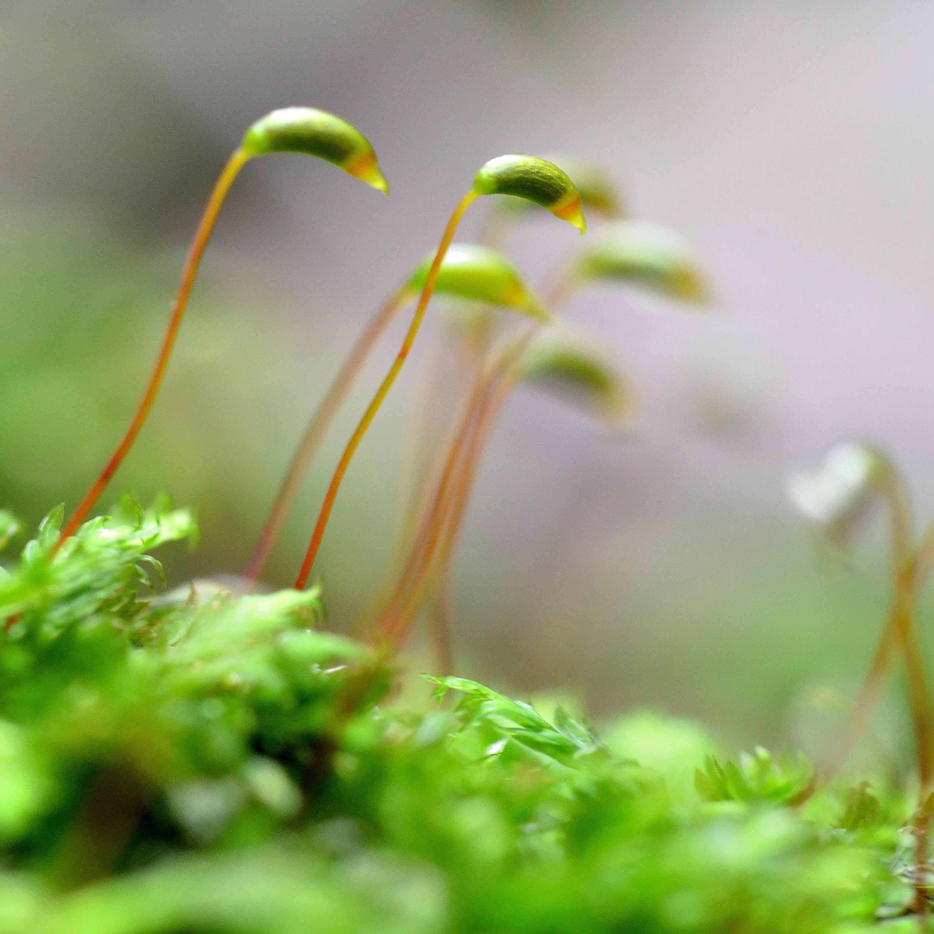Photo of the plant species Horn Calcareous Moss by @ExactLambsear41 named Marilyn on Greg, the plant care app