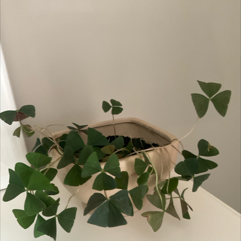 The plant