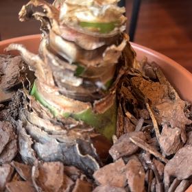 Photo of the plant species Blue-Hyacinth by @kungFukris named Sigmund on Greg, the plant care app