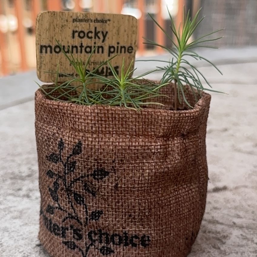 Photo of the plant species Bristlecone Pine by @kungFukris named Naomi on Greg, the plant care app