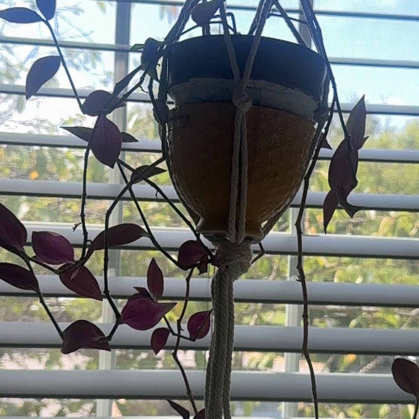 Photo of the plant species Wondering Jude Tortuga by @kungFukris named Leonardo on Greg, the plant care app