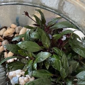 Photo of the plant species Belgian Waffle by @SturdyPepino0 named Elle on Greg, the plant care app