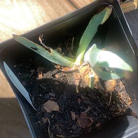 Photo of the plant species Dark Purple Iris by @DeftCascadepalm named Peter Parker on Greg, the plant care app