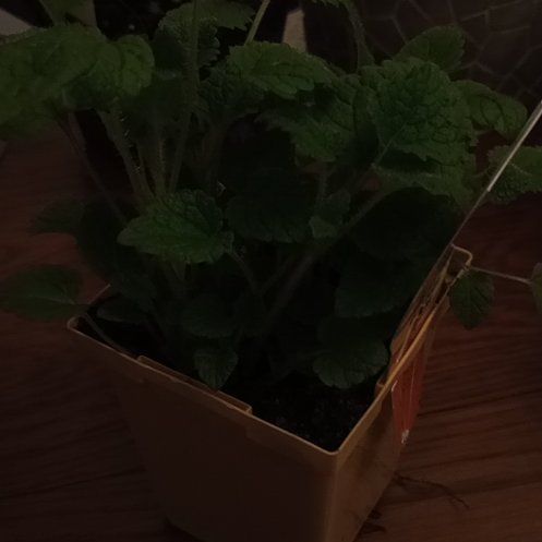 Photo of the plant species Orange Balm by @GracedSalad55 named Gomez on Greg, the plant care app