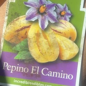 Photo of the plant species Pepino Melon by @DefiantOlneya67 named Tolkien on Greg, the plant care app