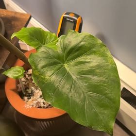 Photo of the plant species Variagated Odora Aurea by @PurePothos93 named Denali on Greg, the plant care app