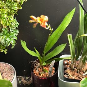 Photo of the plant species Howeara 'Lavaburst' by @SunnyWaxplant76 named Pax on Greg, the plant care app