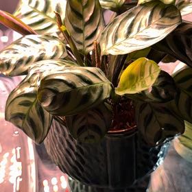Photo of the plant species Calathea burle-marxii by @SunnyWaxplant76 named Wall-E on Greg, the plant care app