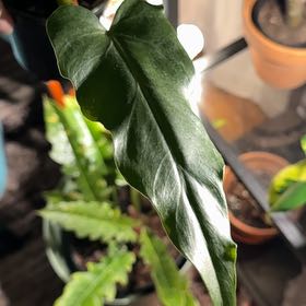 Photo of the plant species Philadendron Radiatum by @SunnyWaxplant76 named Maya on Greg, the plant care app