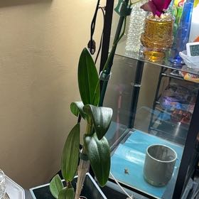 Photo of the plant species Dendrobium kanakorum by @SunnyWaxplant76 named Remington on Greg, the plant care app