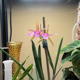 Photo of the plant species Orchid by @SunnyWaxplant76 named Bella on Greg, the plant care app