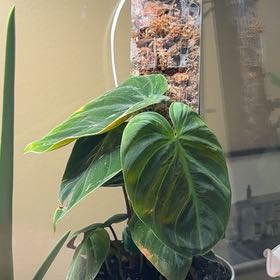 Photo of the plant species Philodendron rubrocinctum 'Platinum' by @SunnyWaxplant76 named Prince on Greg, the plant care app