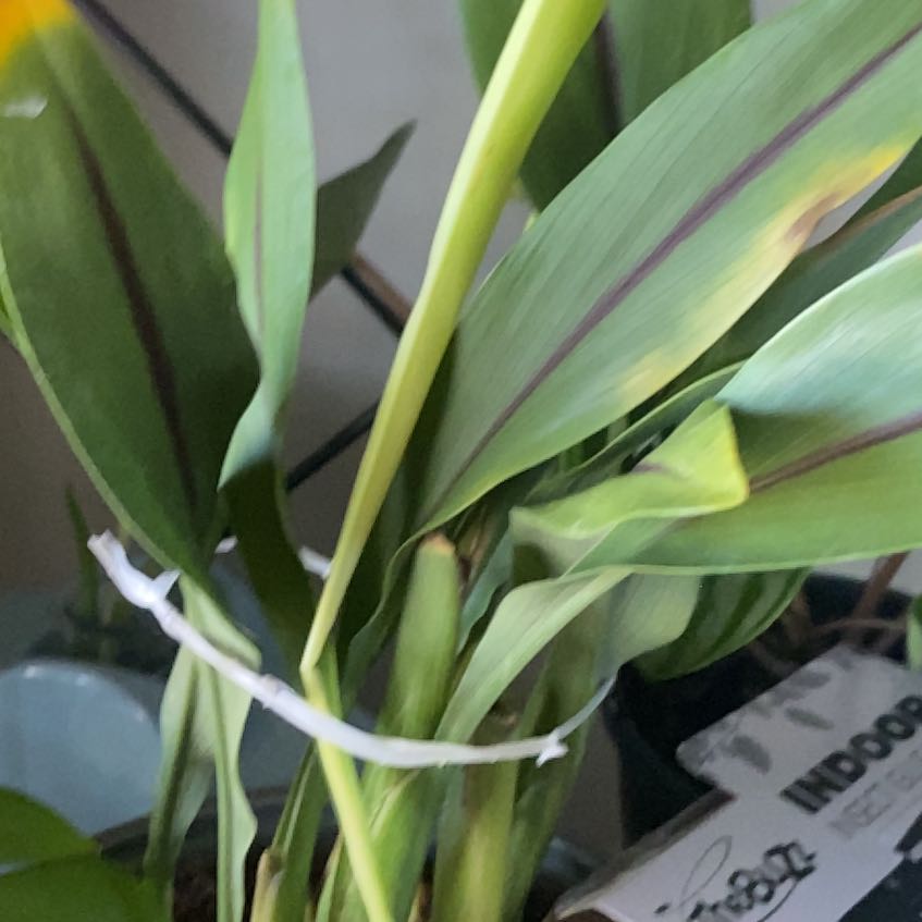 Photo of the plant species Curcuma 'Ruby' by @MatureOnion named Beyonce on Greg, the plant care app