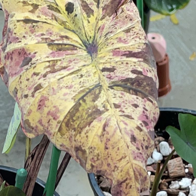 Photo of the plant species Mojito colocasia by @ZanyStinkhorn85 named Harry on Greg, the plant care app