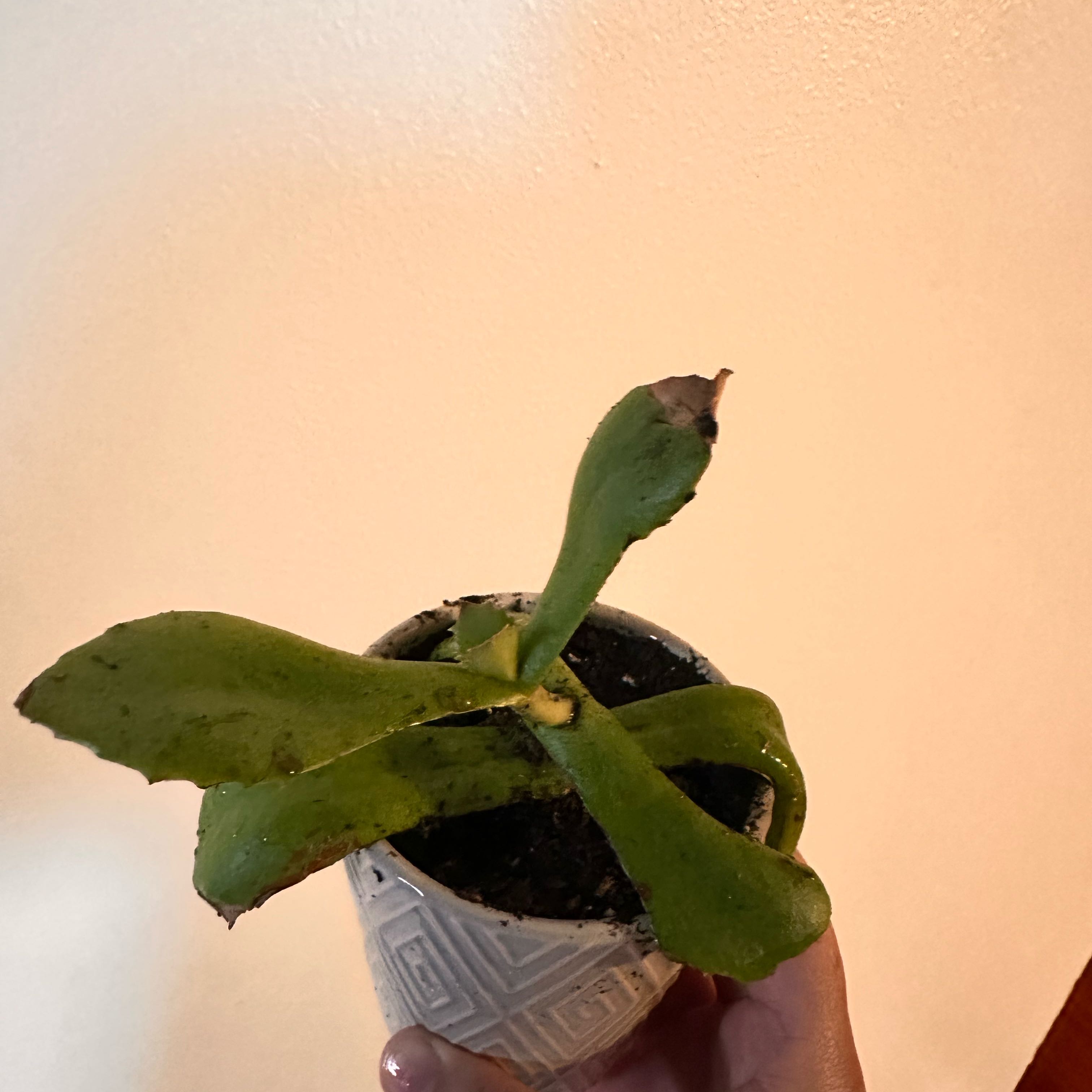 Photo of the plant species Walking Kalanchoe by @WiredPothos named Dolores on Greg, the plant care app
