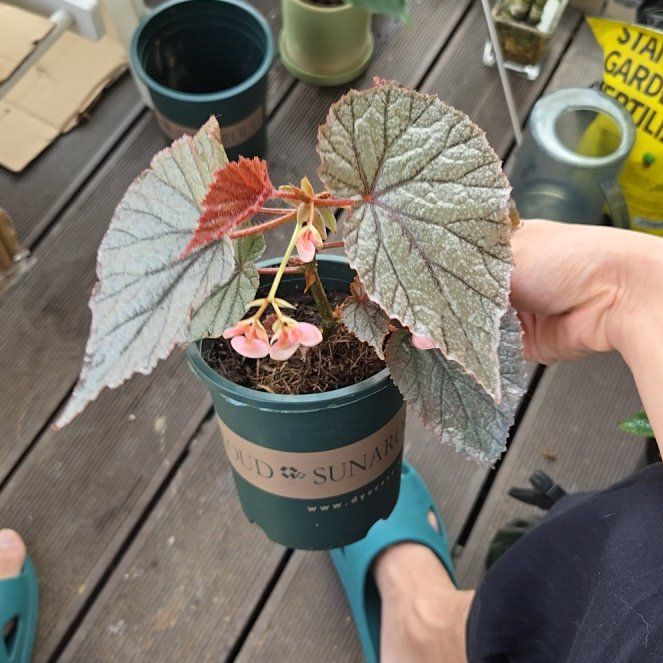 Photo of the plant species Smooth Begonia by @SirPincherry78 named U093 on Greg, the plant care app