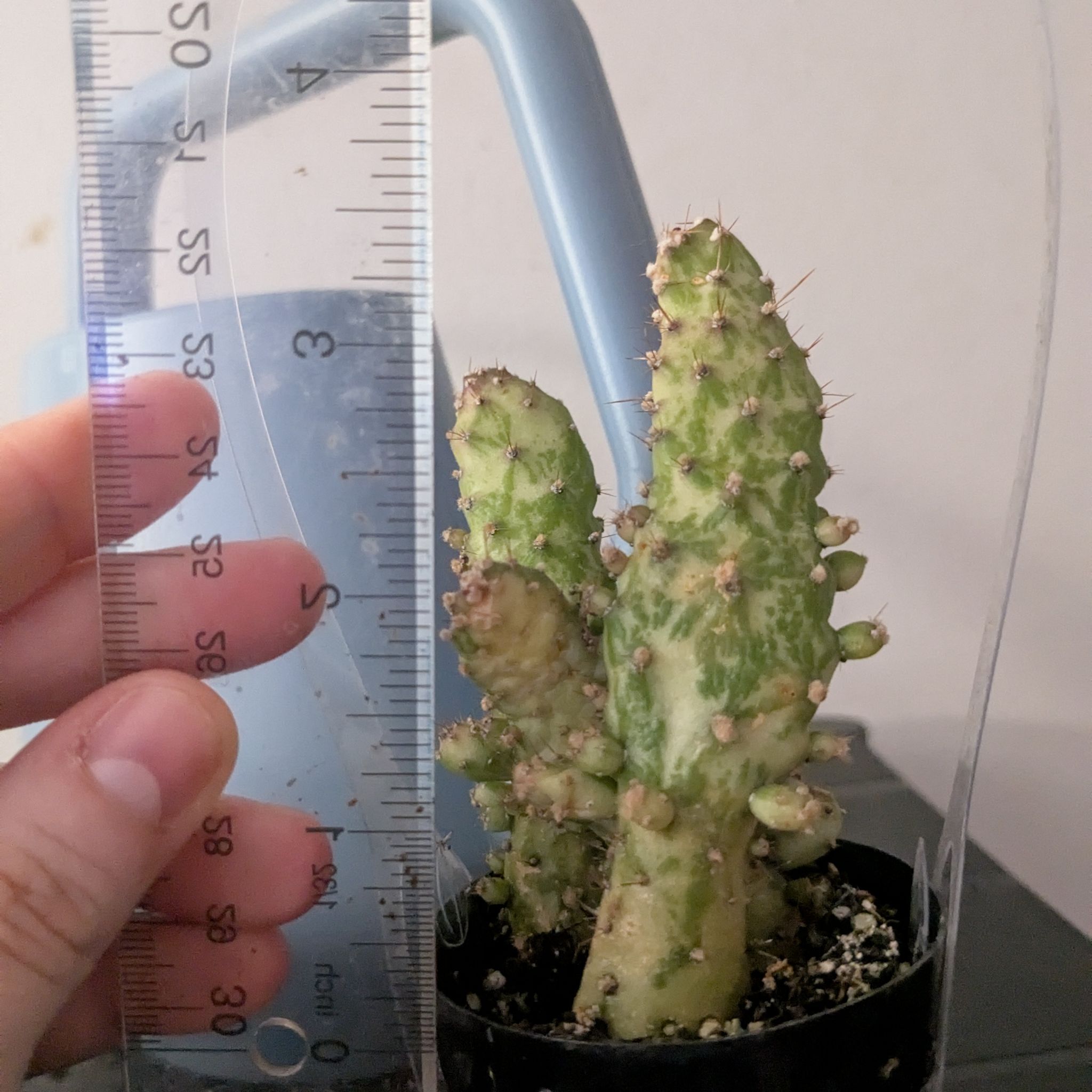 Photo of the plant species Variegated Cactus by @MorganJasper named Gratitude on Greg, the plant care app