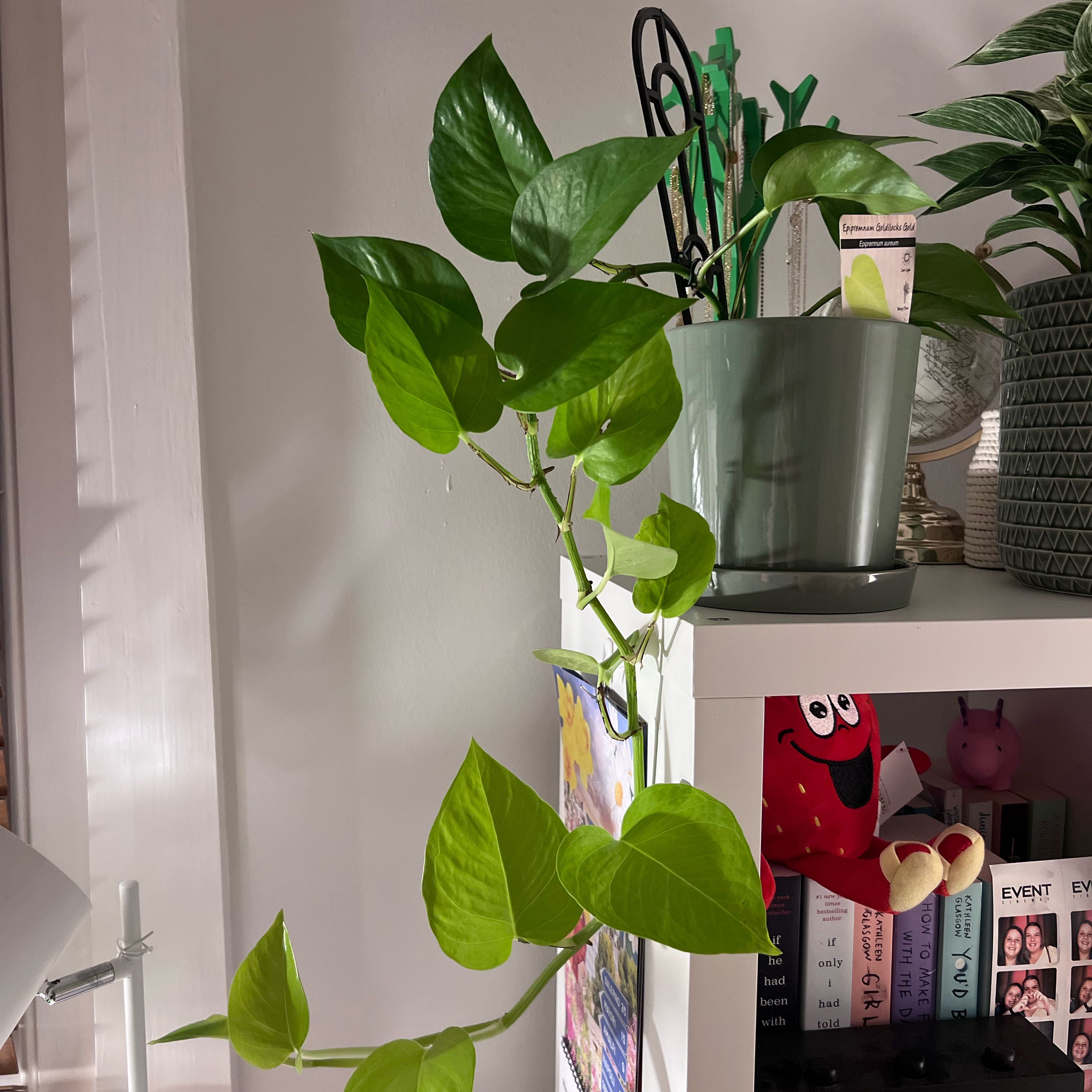 Photo of the plant species Epipremnum aureum 'Goldilocks' by @SparklySagebush named Duke on Greg, the plant care app
