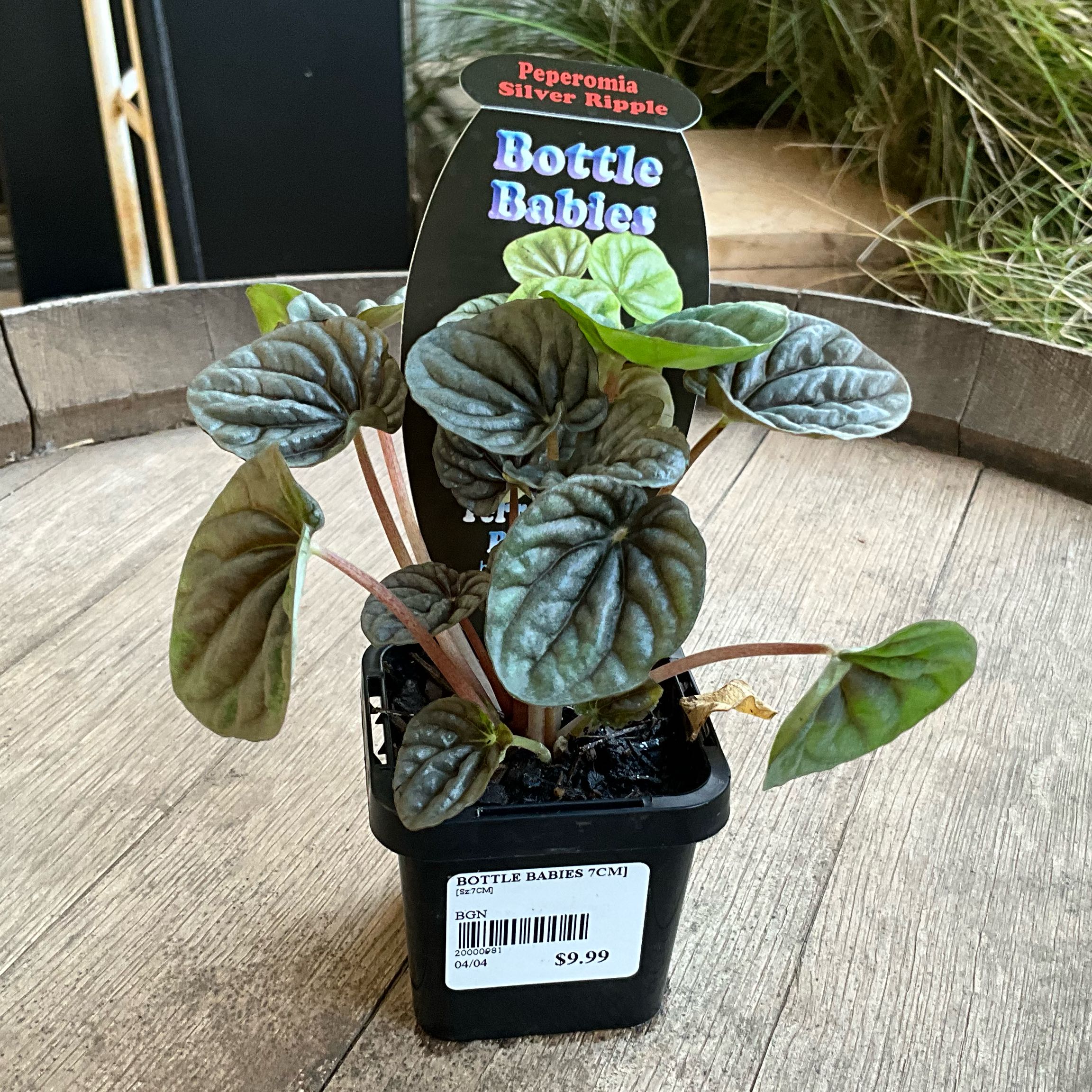 Photo of the plant species Silver Ripple Peperomia by @SparklySagebush named LiloStitch on Greg, the plant care app