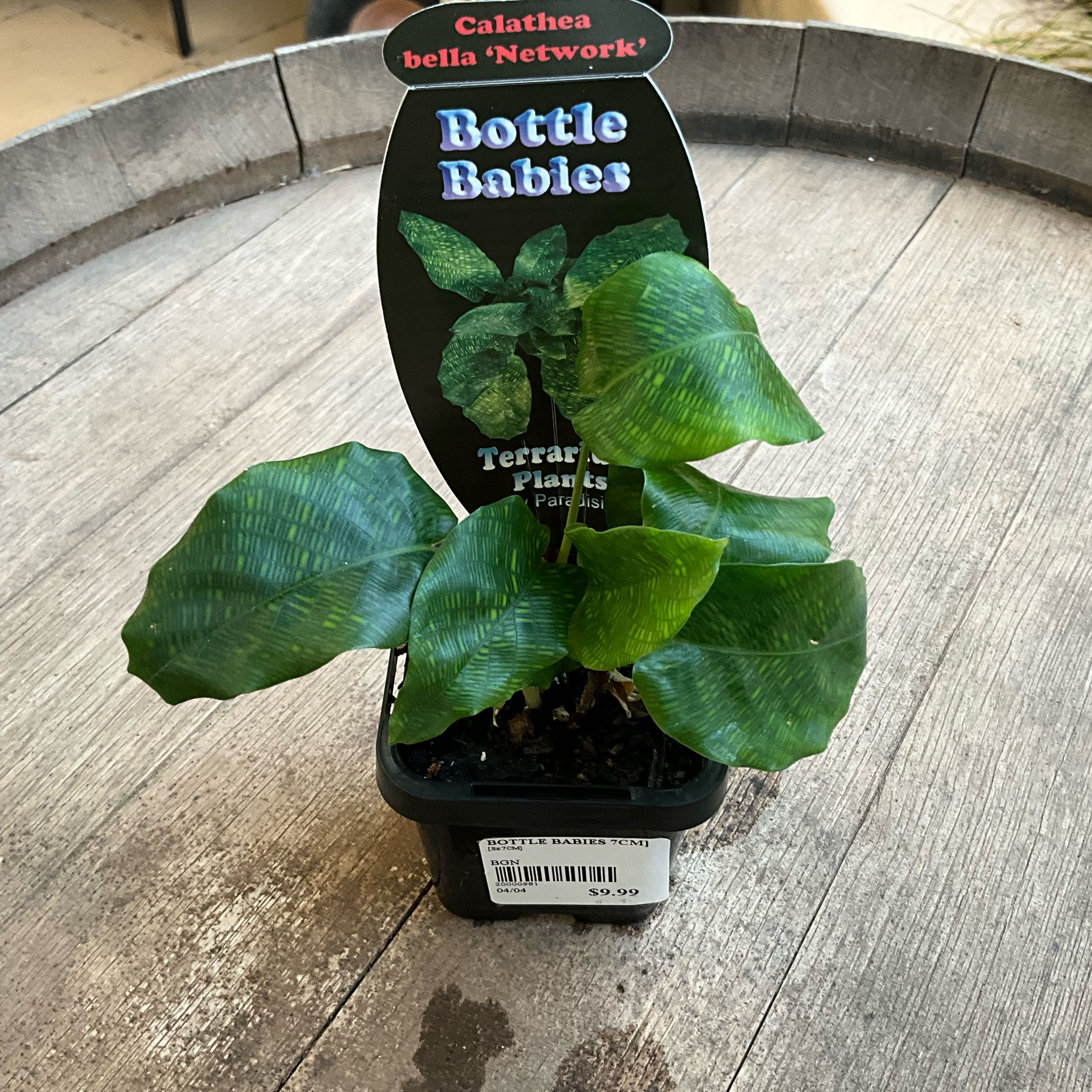 Plant care for Green Prayer Plant on Greg, the plant care app