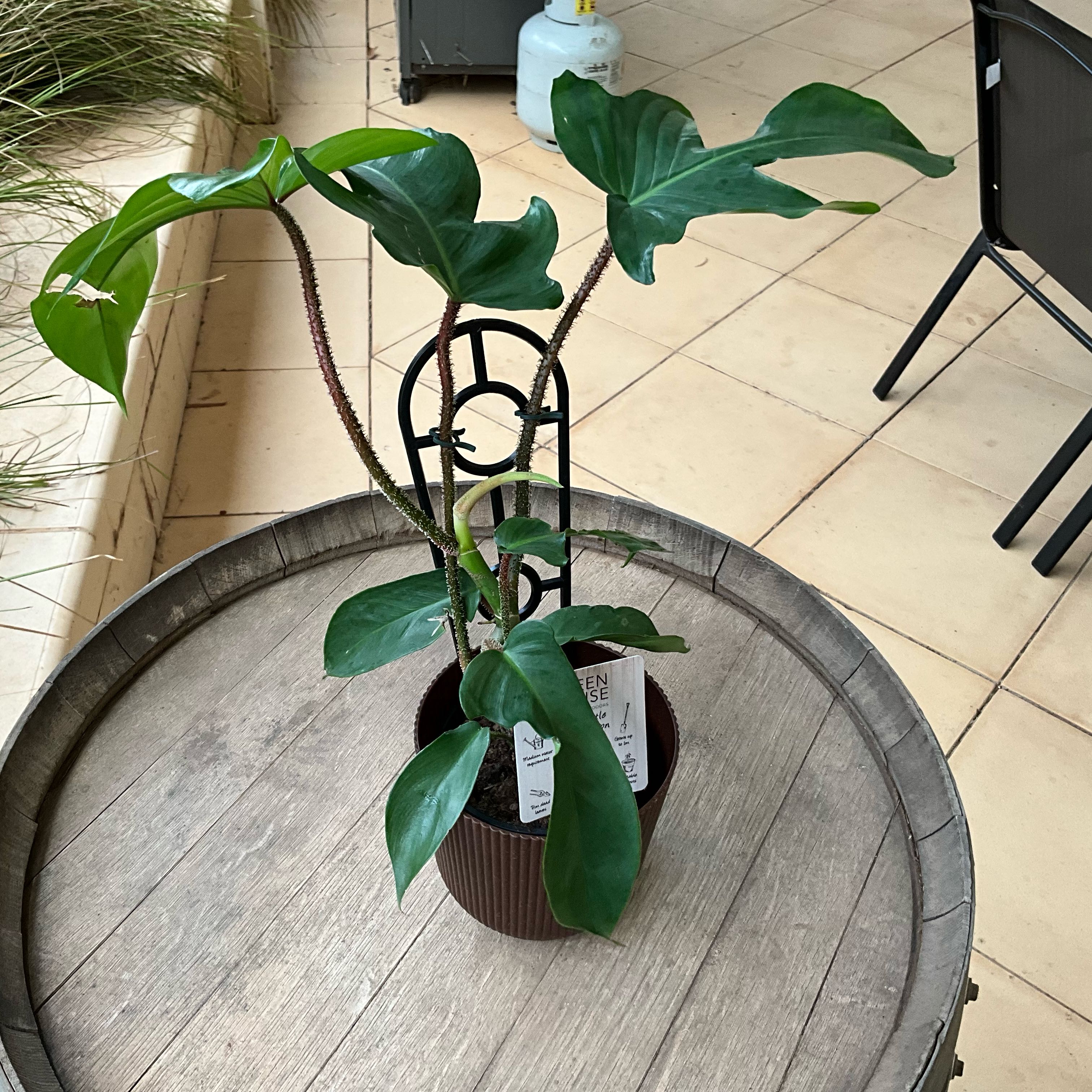 Photo of the plant species red bristle philodendendrum by @SparklySagebush named Keanu Leaves on Greg, the plant care app